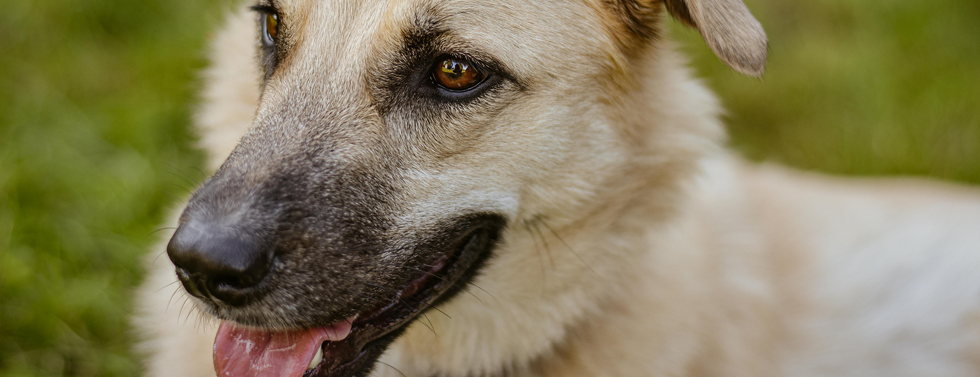Close up of face of a dog.